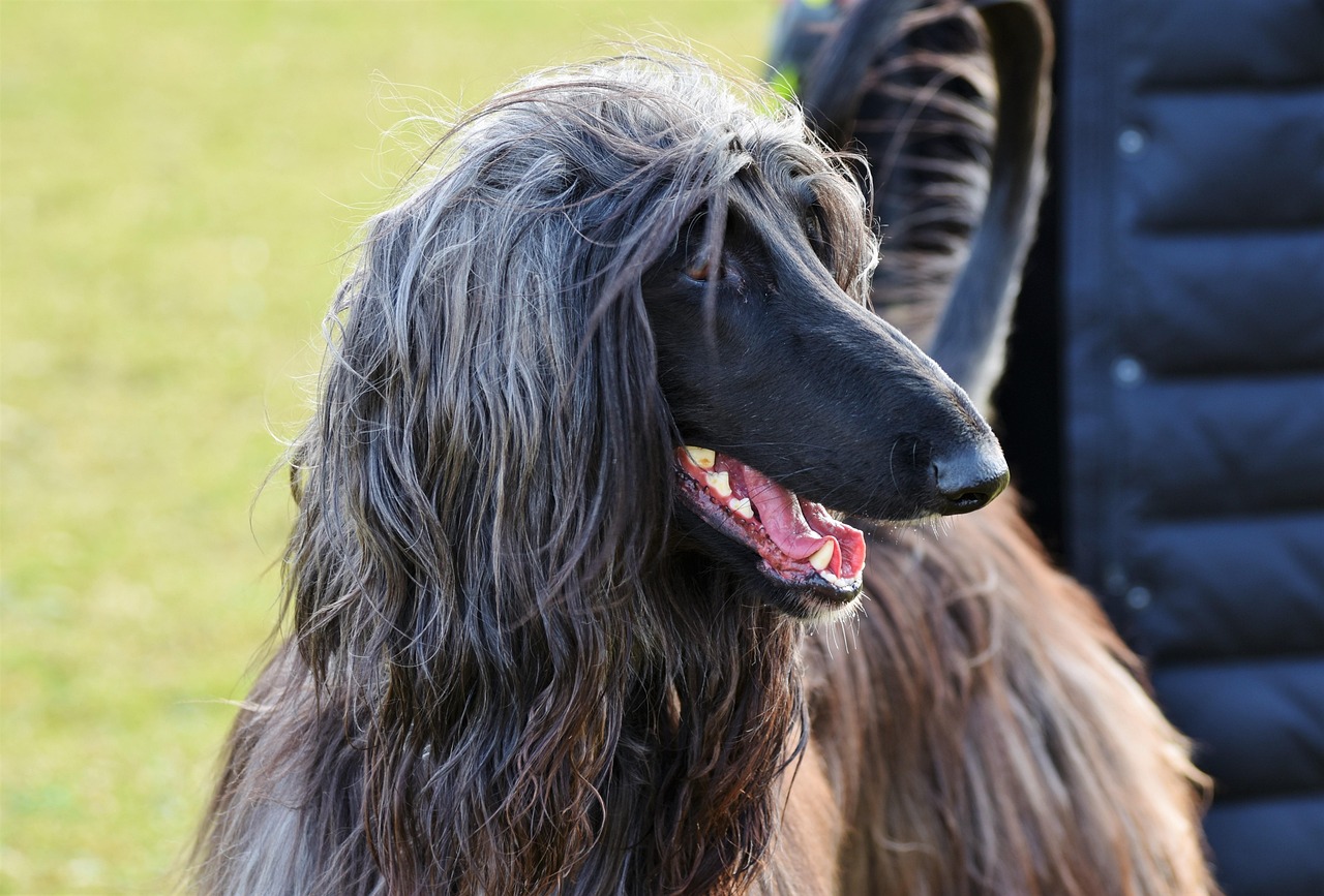 Afghan Hound leaping