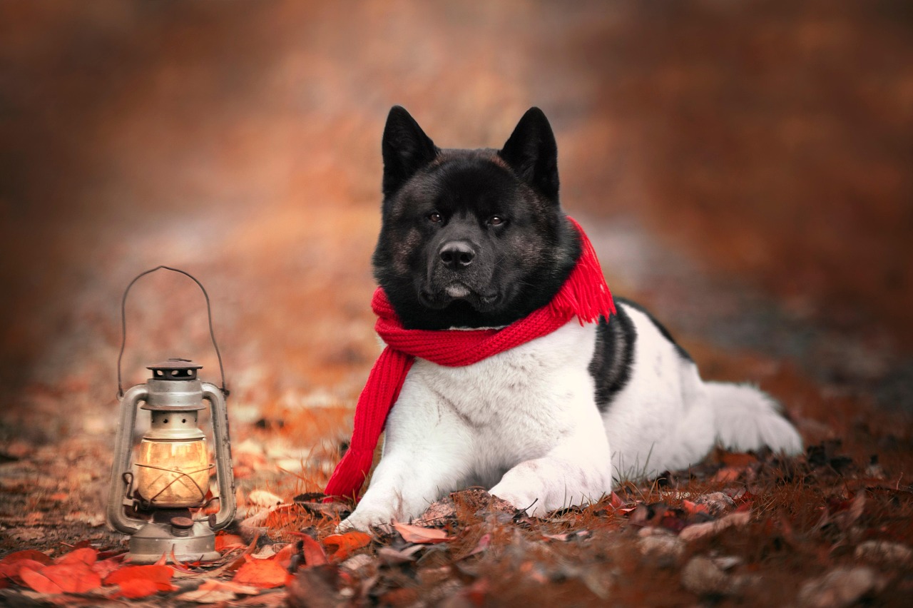 Akita relaxing outdoors