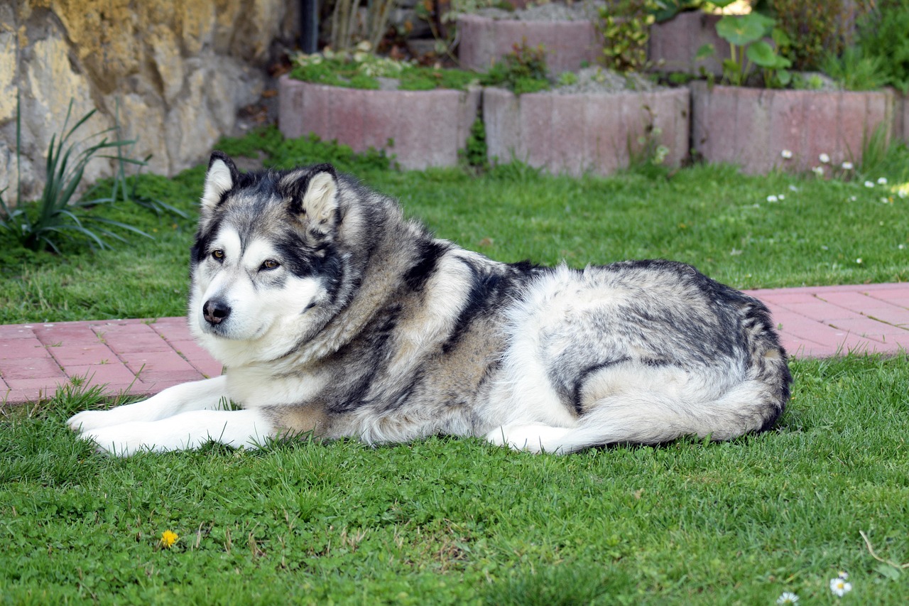 Alaskan Malamute close-up portrait