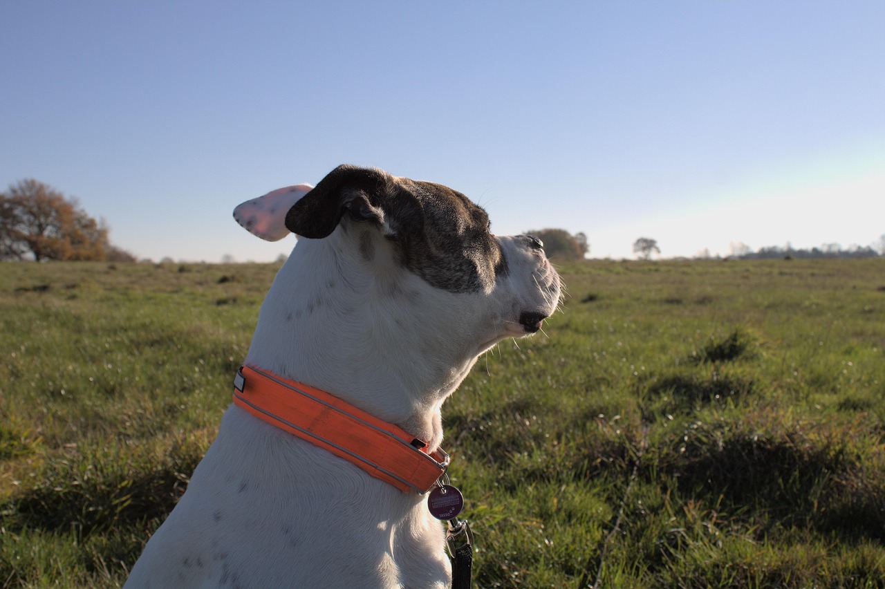 American Bulldog looking alert
