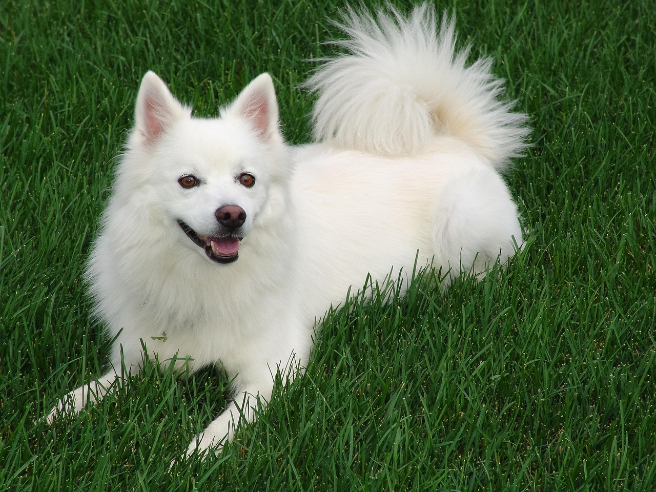 American Eskimo Dog