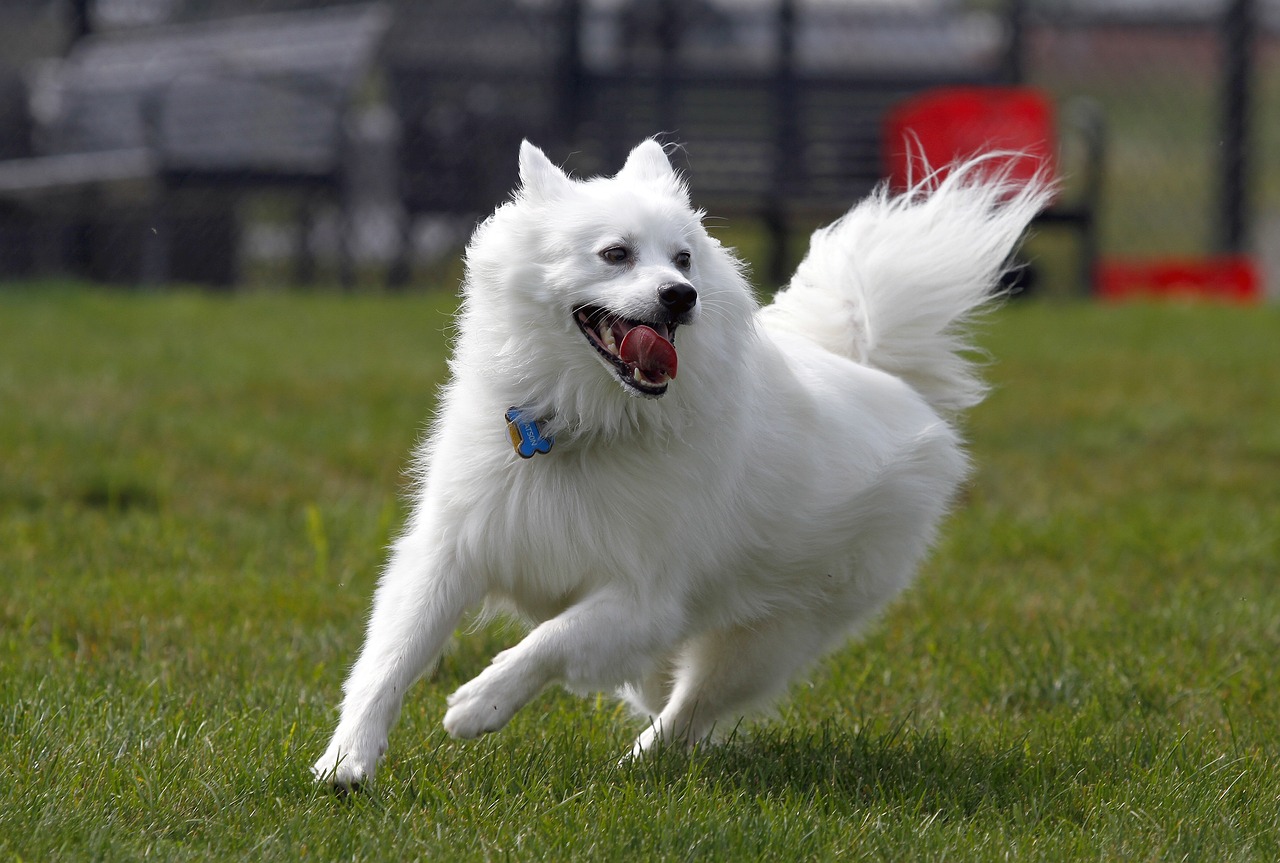 American Eskimo Dog sitting on grass
