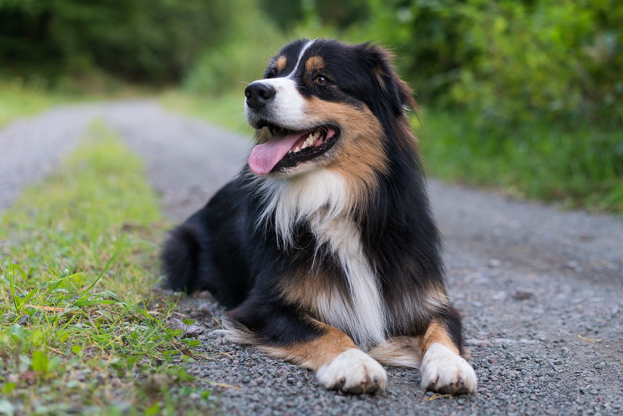 Australian Shepherd sitting in grass