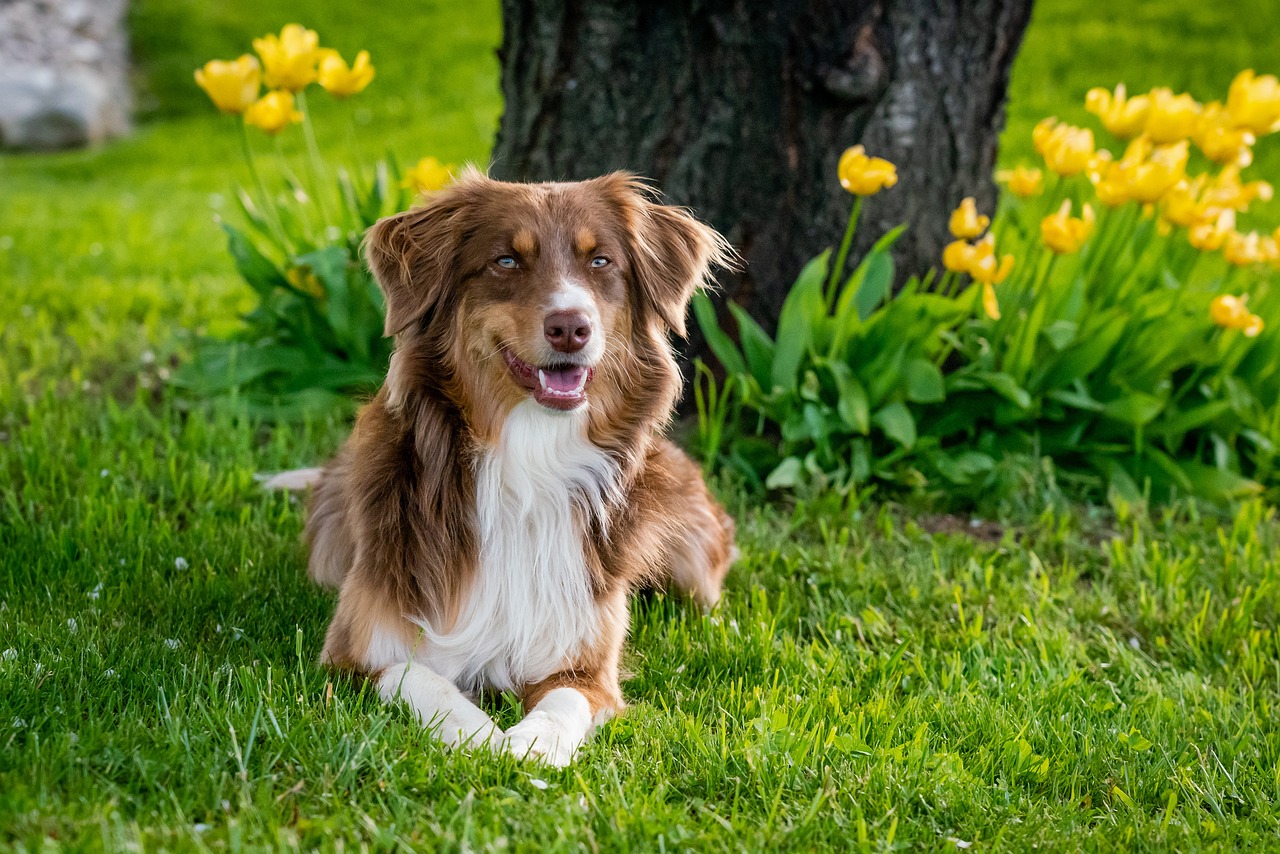 Australian Shepherd portrait