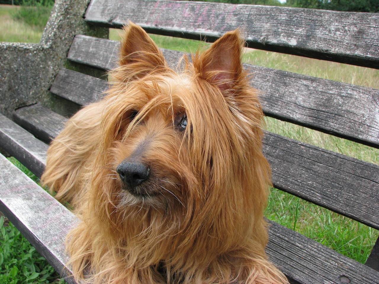 Australian Terrier profile view