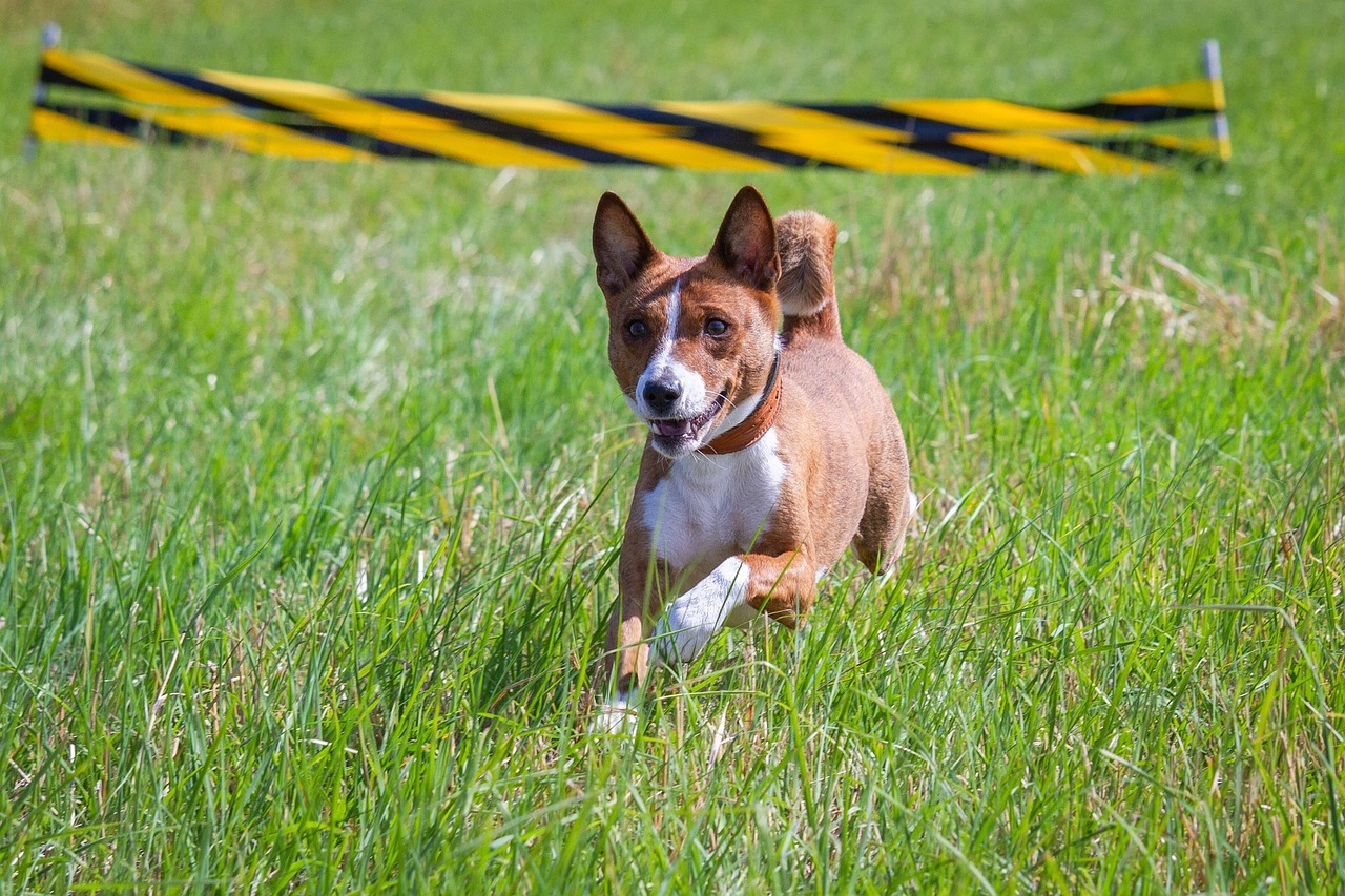 Basenji running