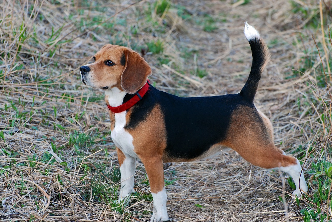 Beagle close-up portrait