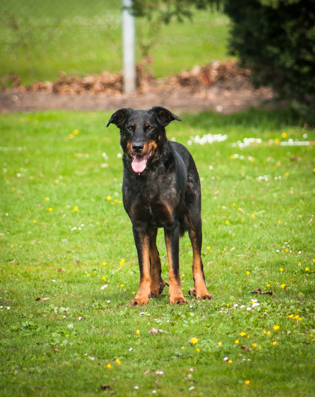 Beauceron running