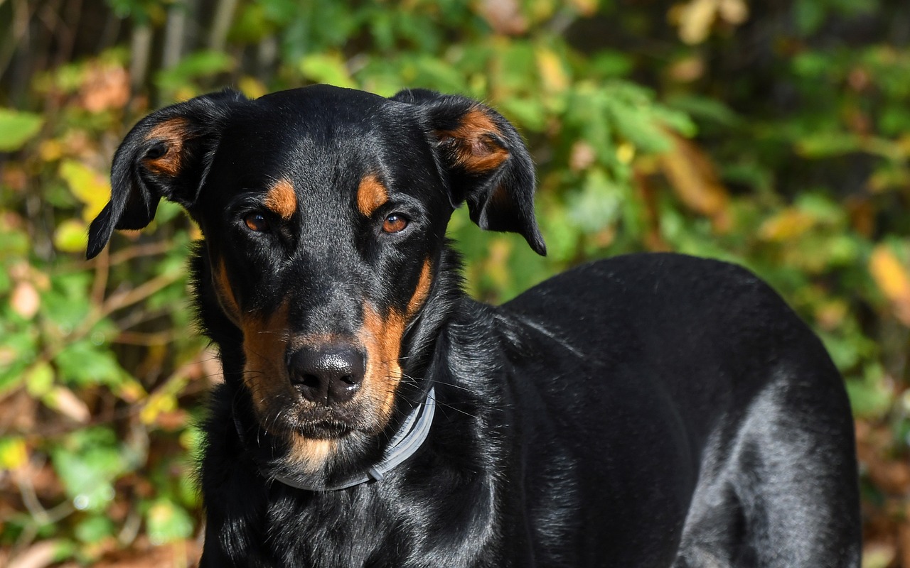 Beauceron portrait