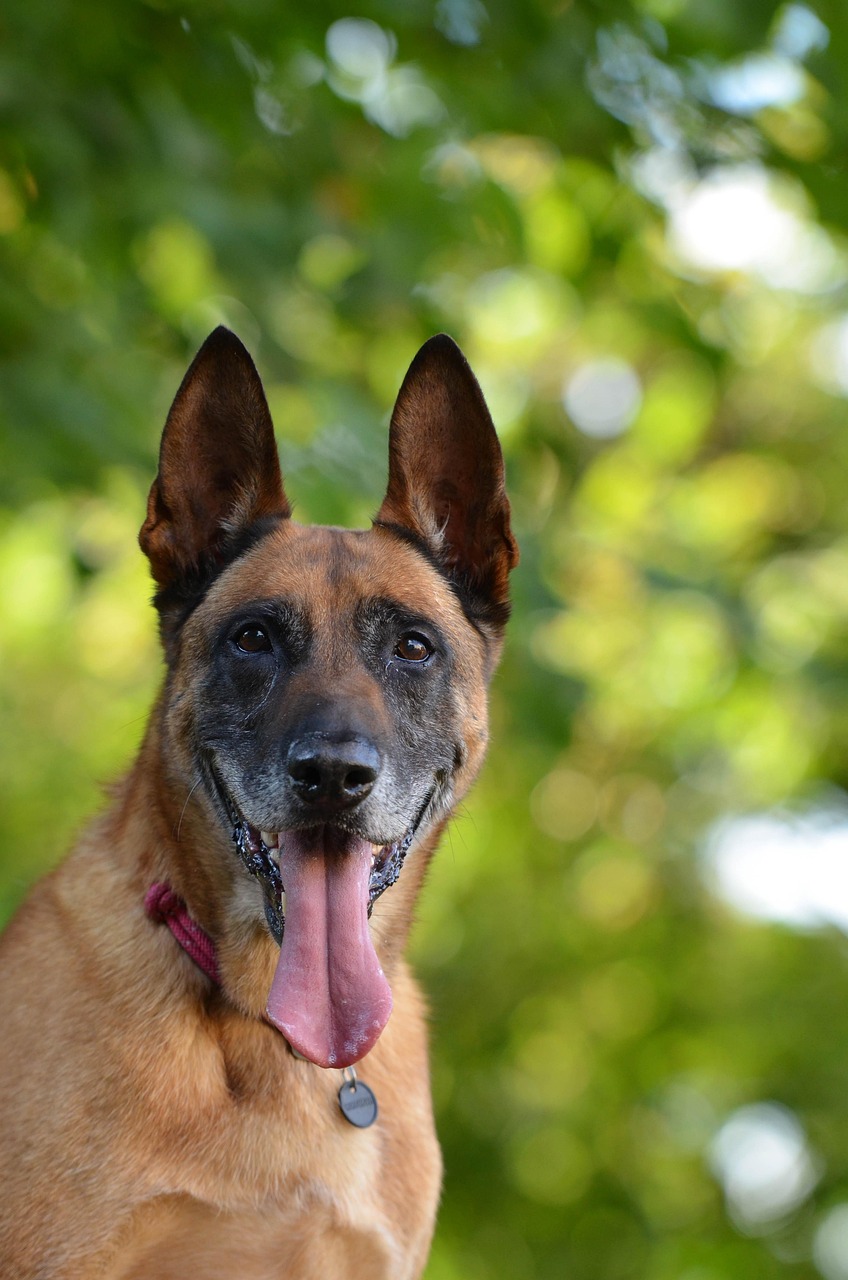 Belgian Malinois