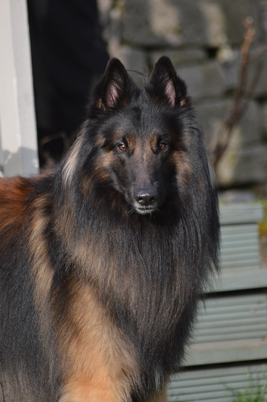 Belgian Shepherd