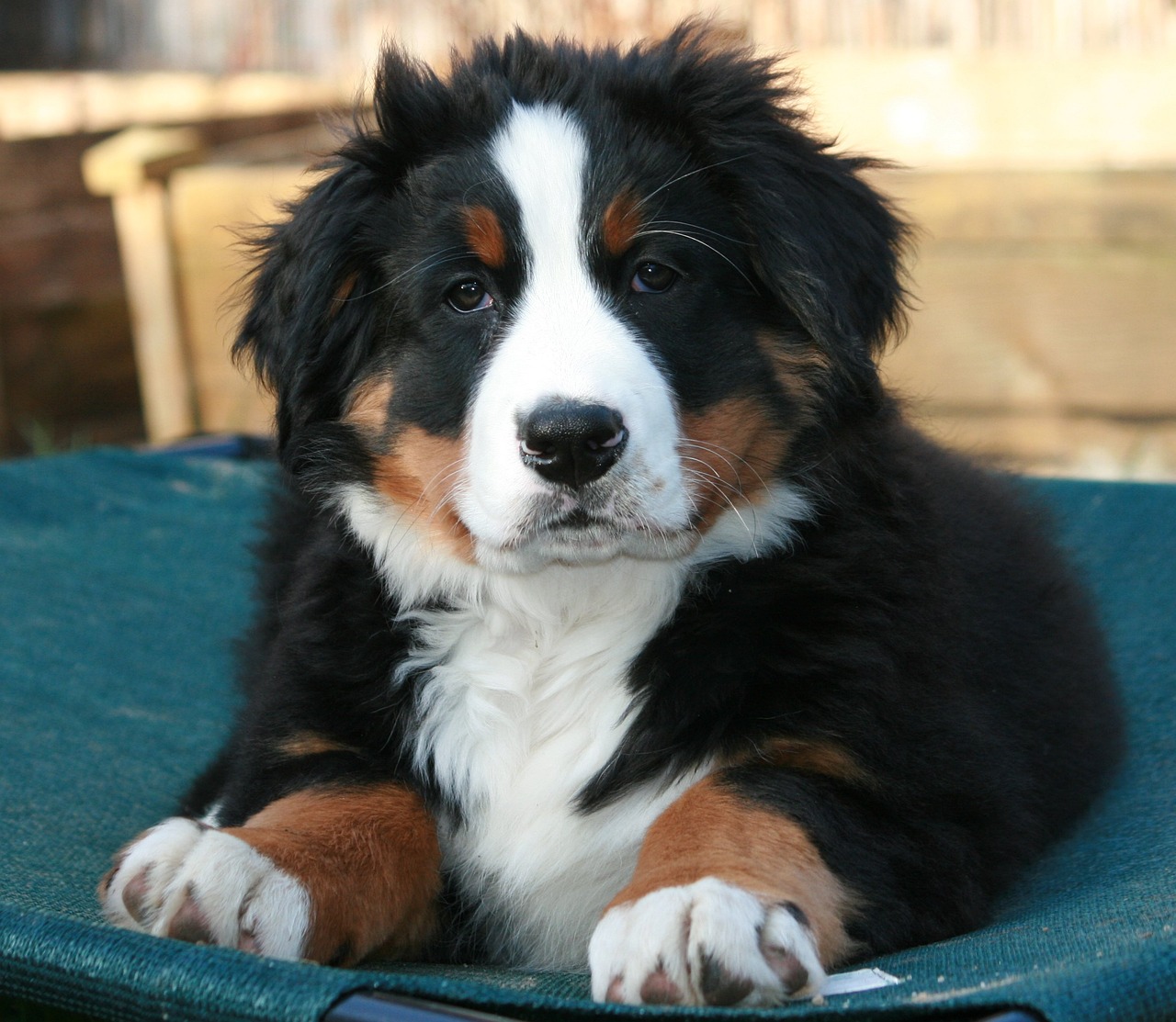 Bernese Mountain Dog sitting on grass