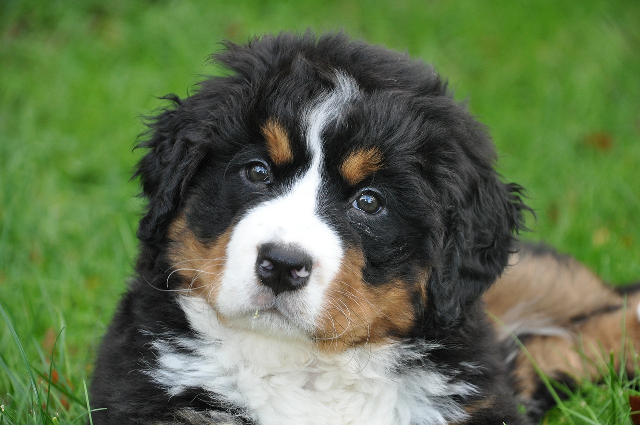 Bernese Mountain Dog close-up portrait