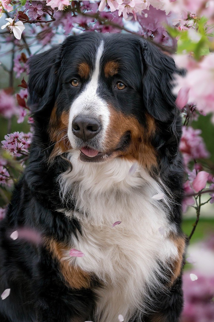 Bernese Mountain Dog resting