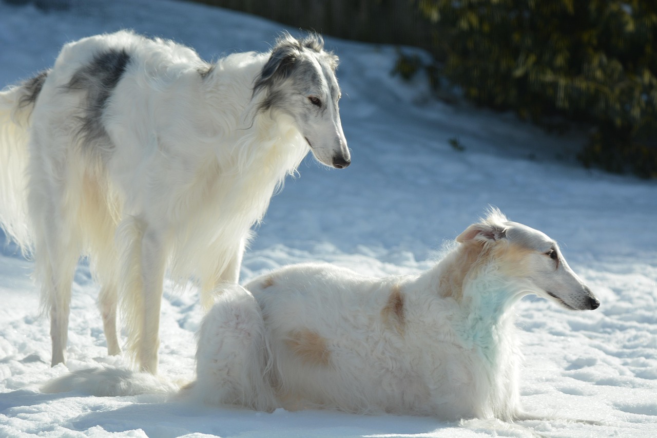 Borzoi walking with handler