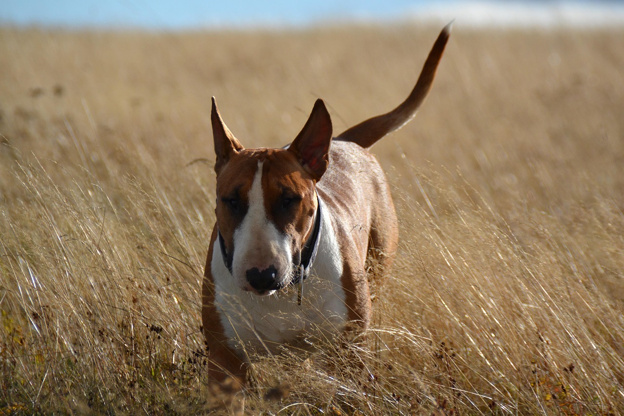 Bull Terrier sitting in grass