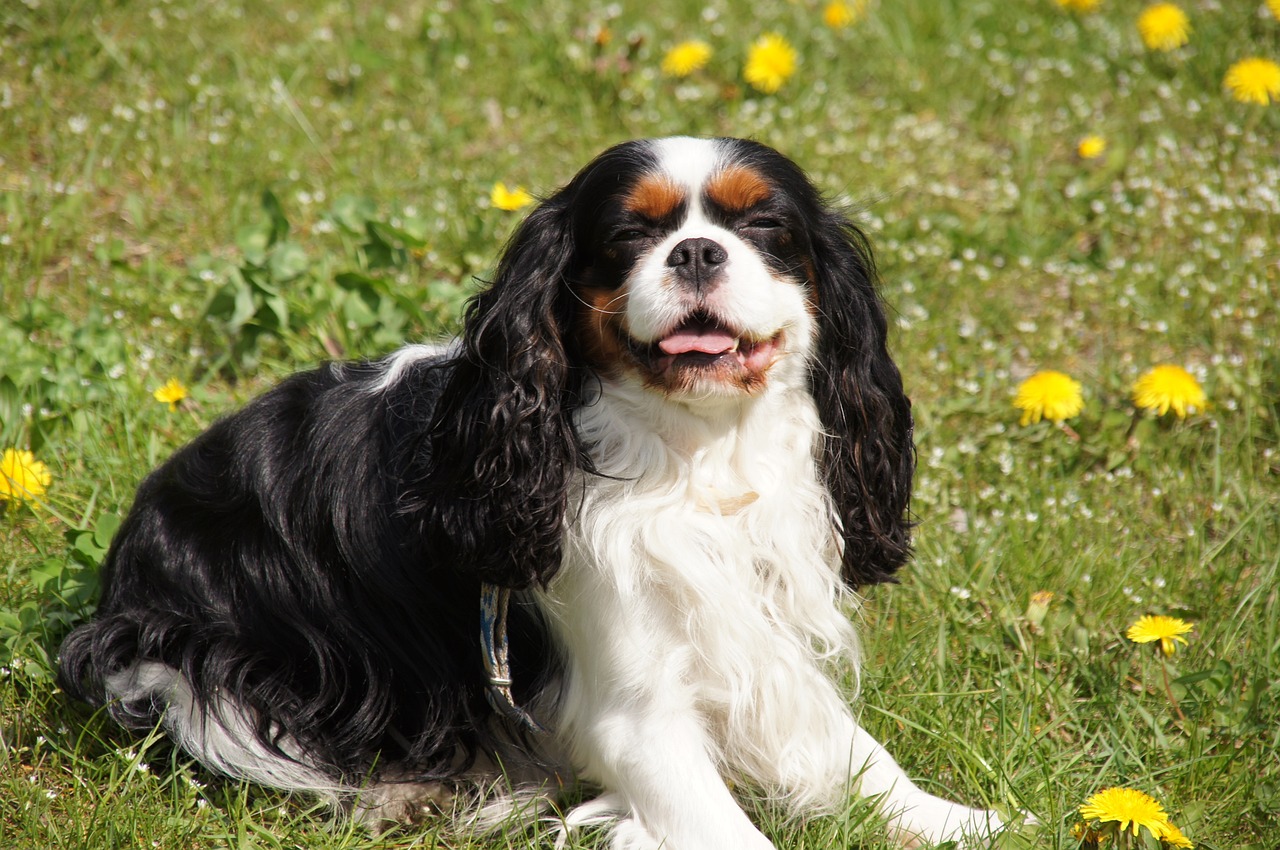 Cavalier King Charles Spaniel playing outdoors