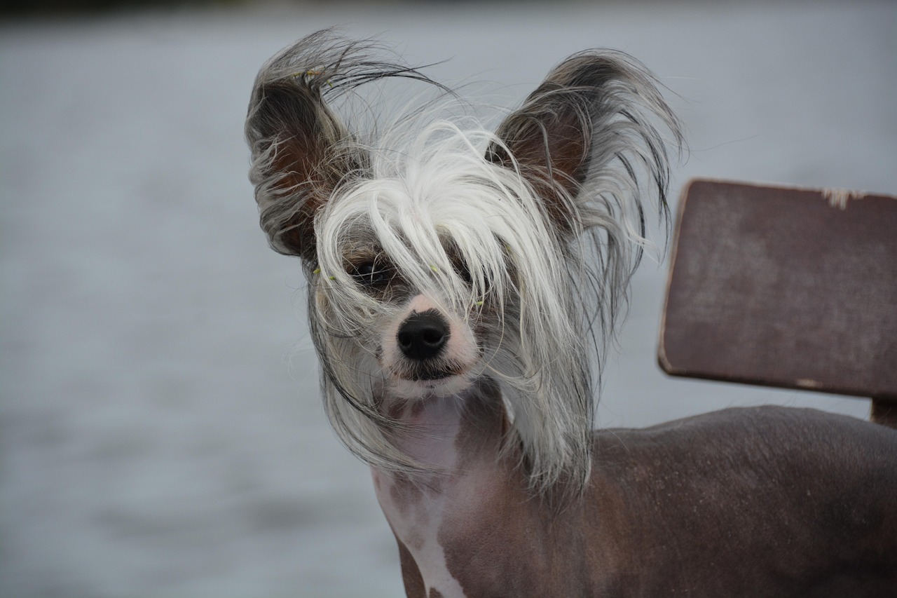 Chinese Crested hairless variety outdoors