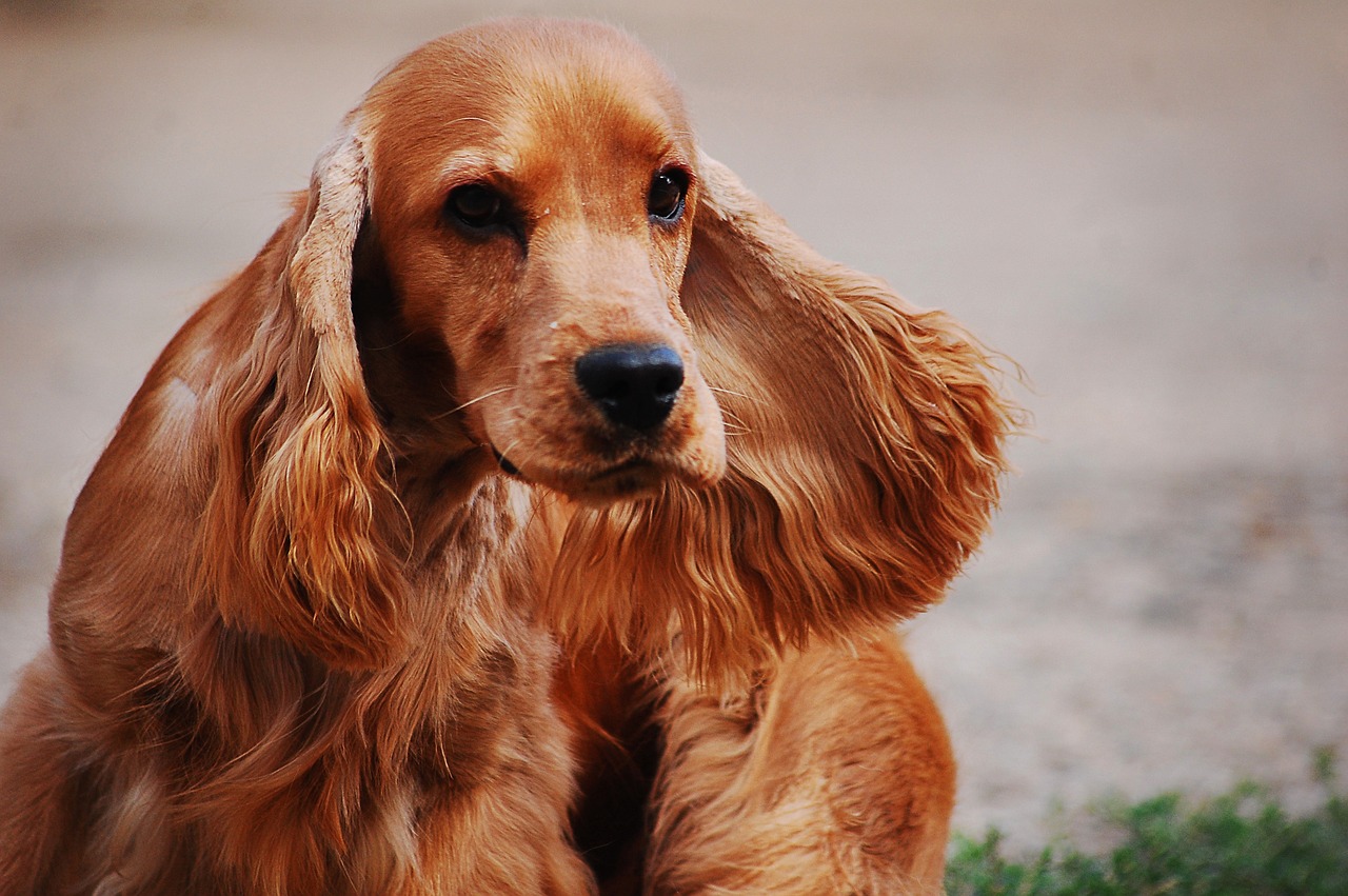 Cocker Spaniel close-up portrait