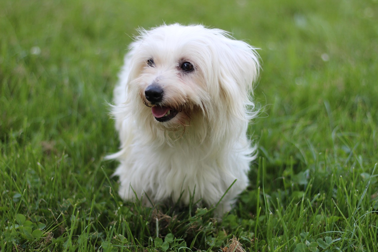 Coton de Tulear sitting on grass