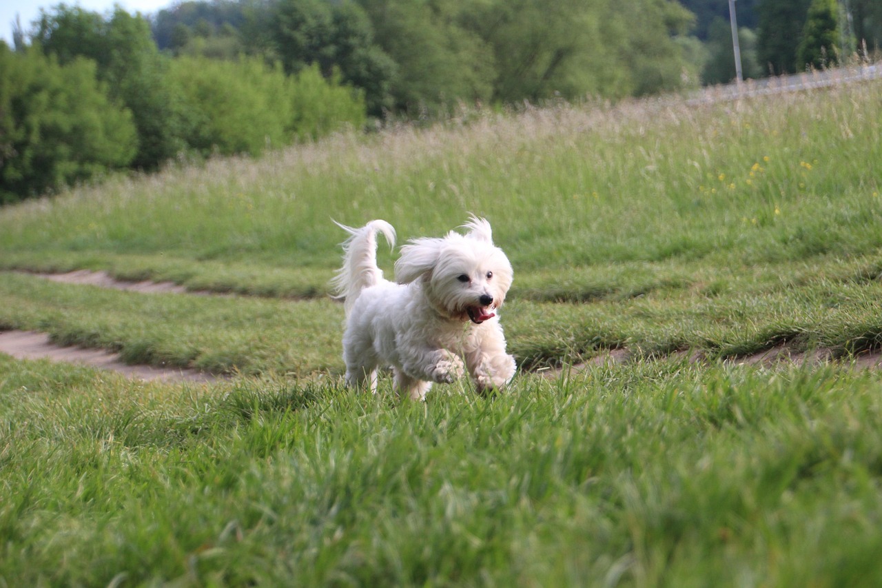 Coton de Tulear close-up portrait