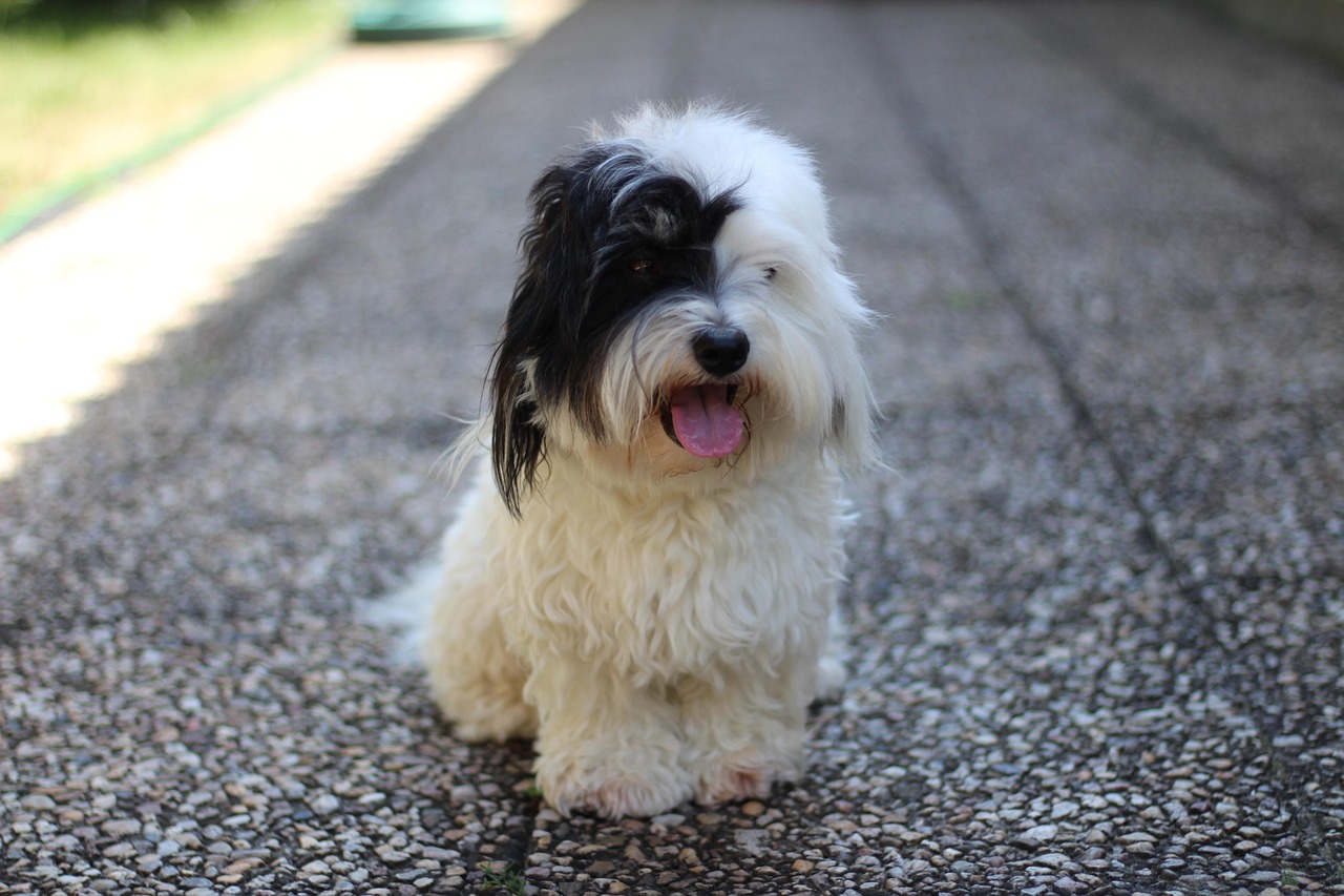 Coton de Tulear running playfully