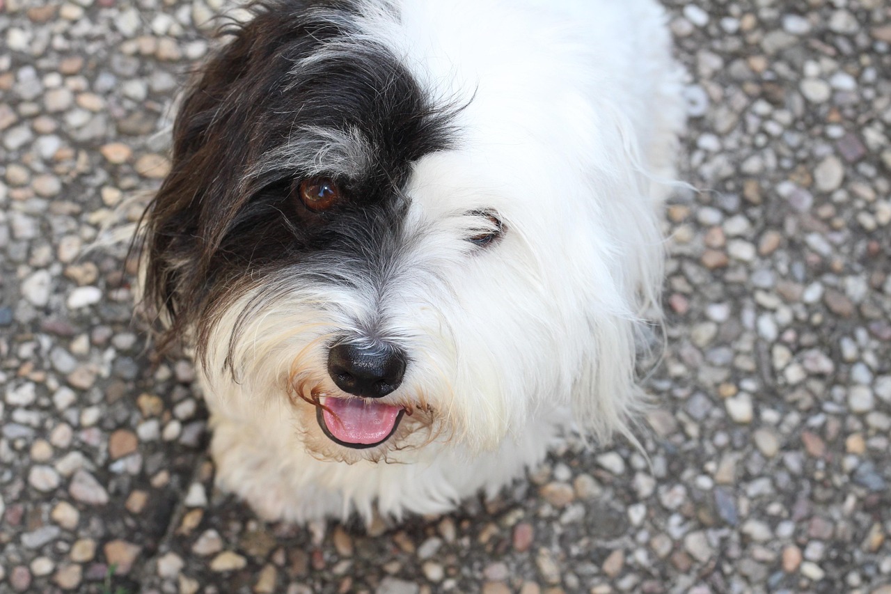 Coton de Tulear relaxing indoors