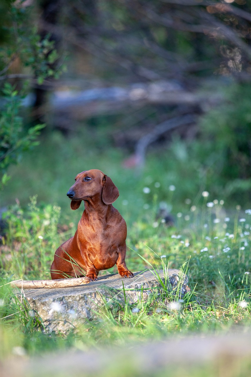 Dachshund