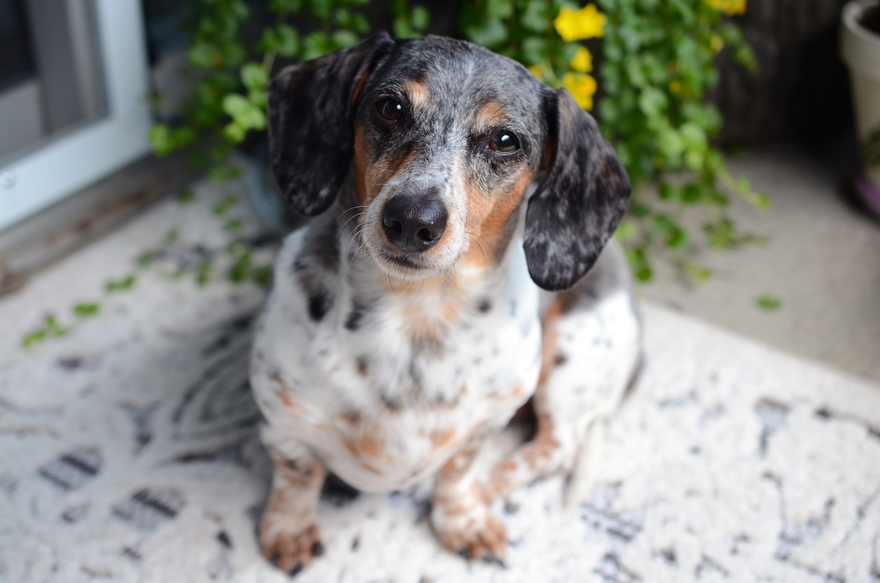 Dachshund posing for photo