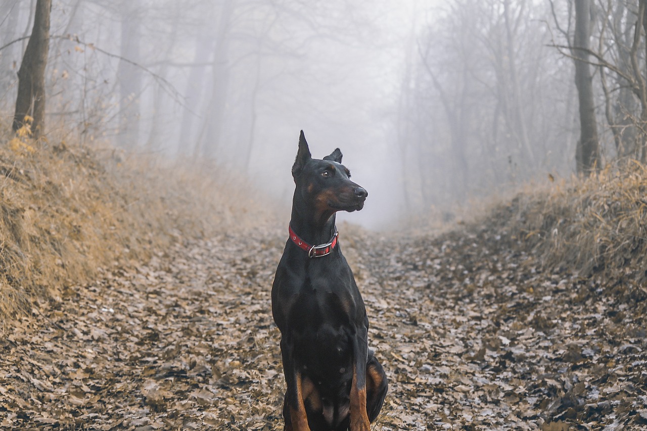 Doberman Pinscher side profile