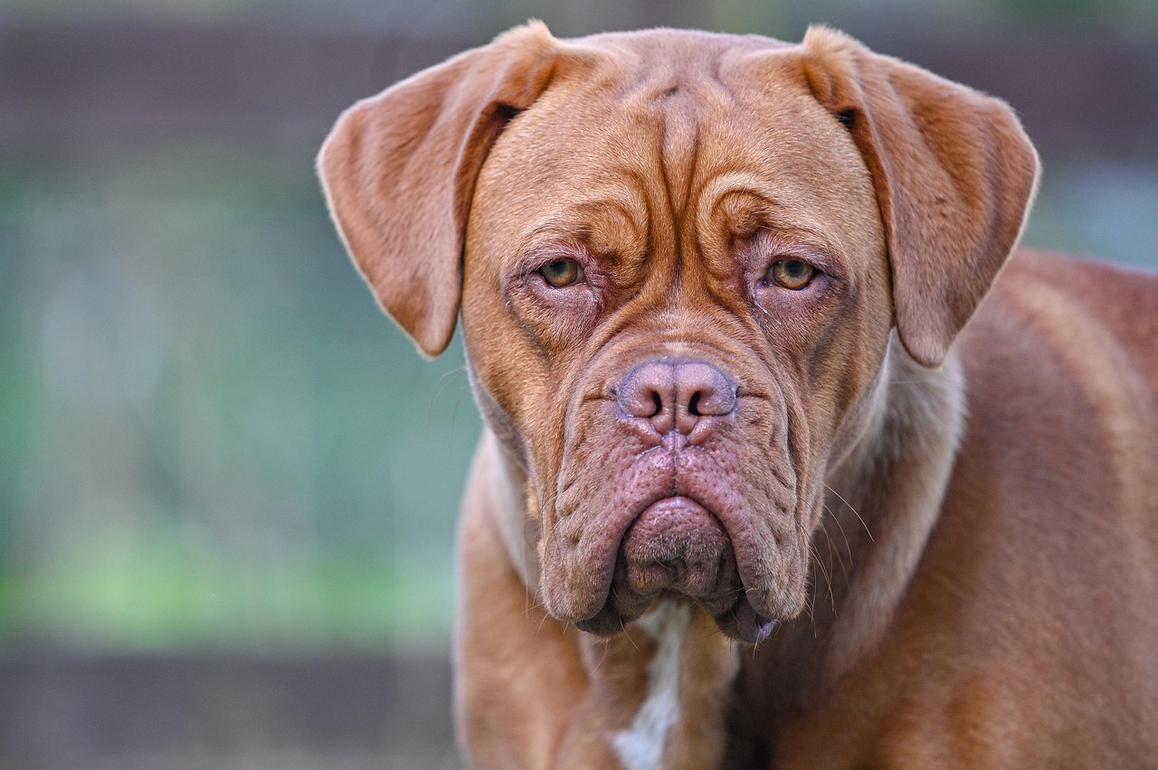 Dogue de Bordeaux side profile