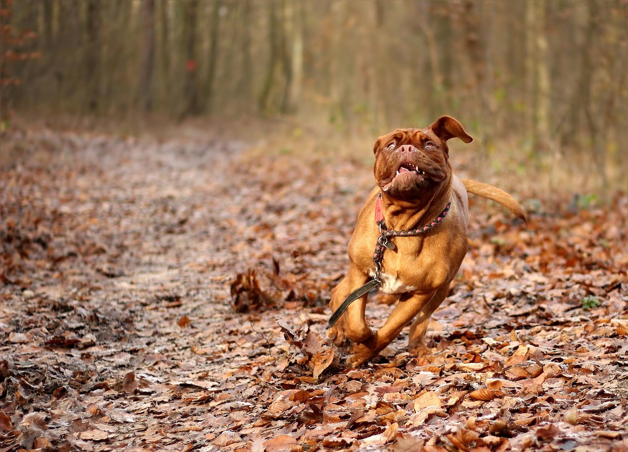 Dogue de Bordeaux resting