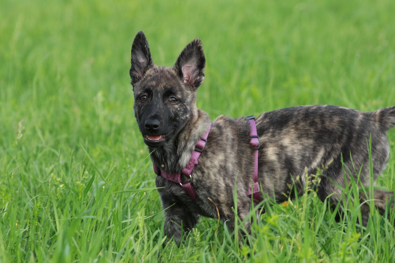 Dutch Shepherd close-up