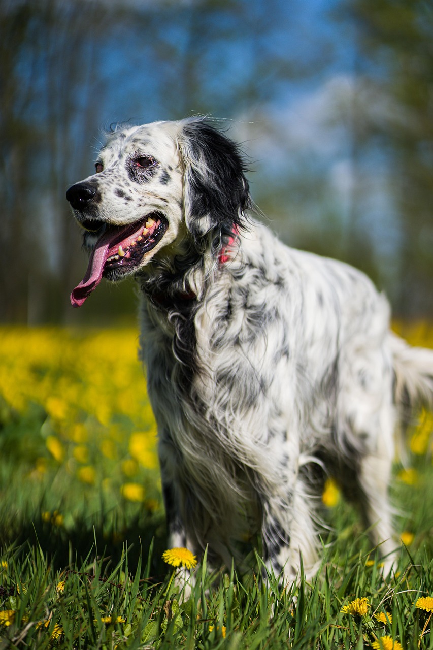 English Setter