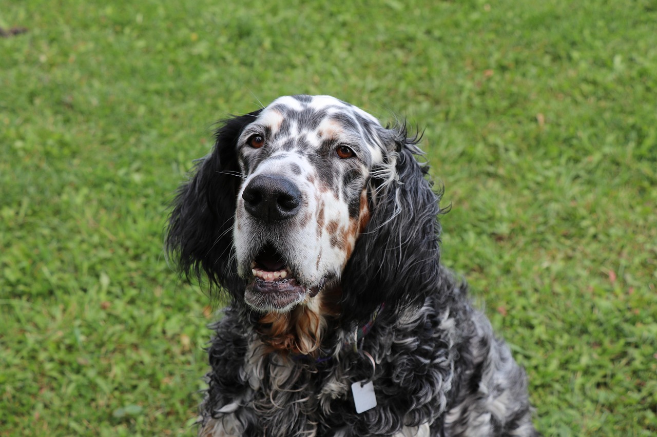 Close-up portrait of an English Setter