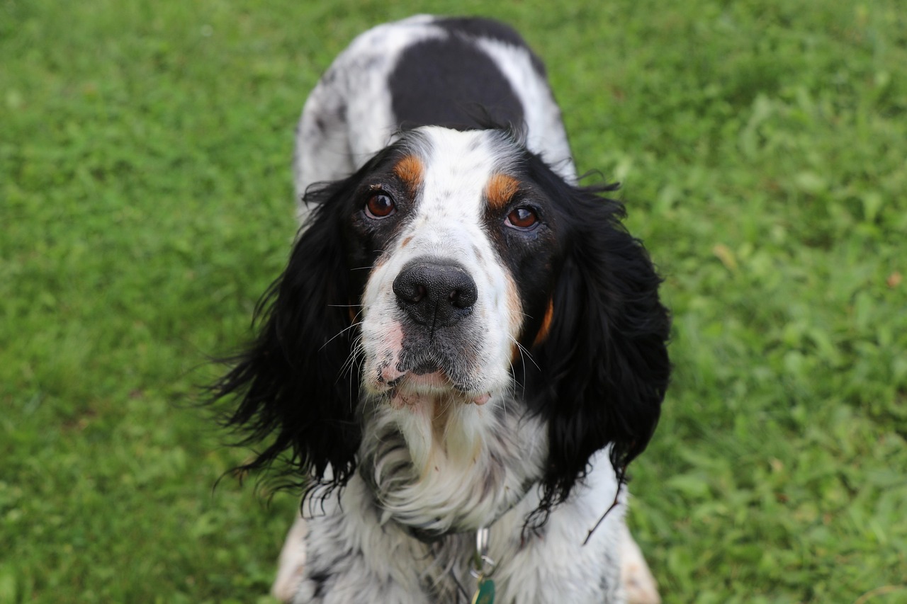 English Setter relaxing on the grass