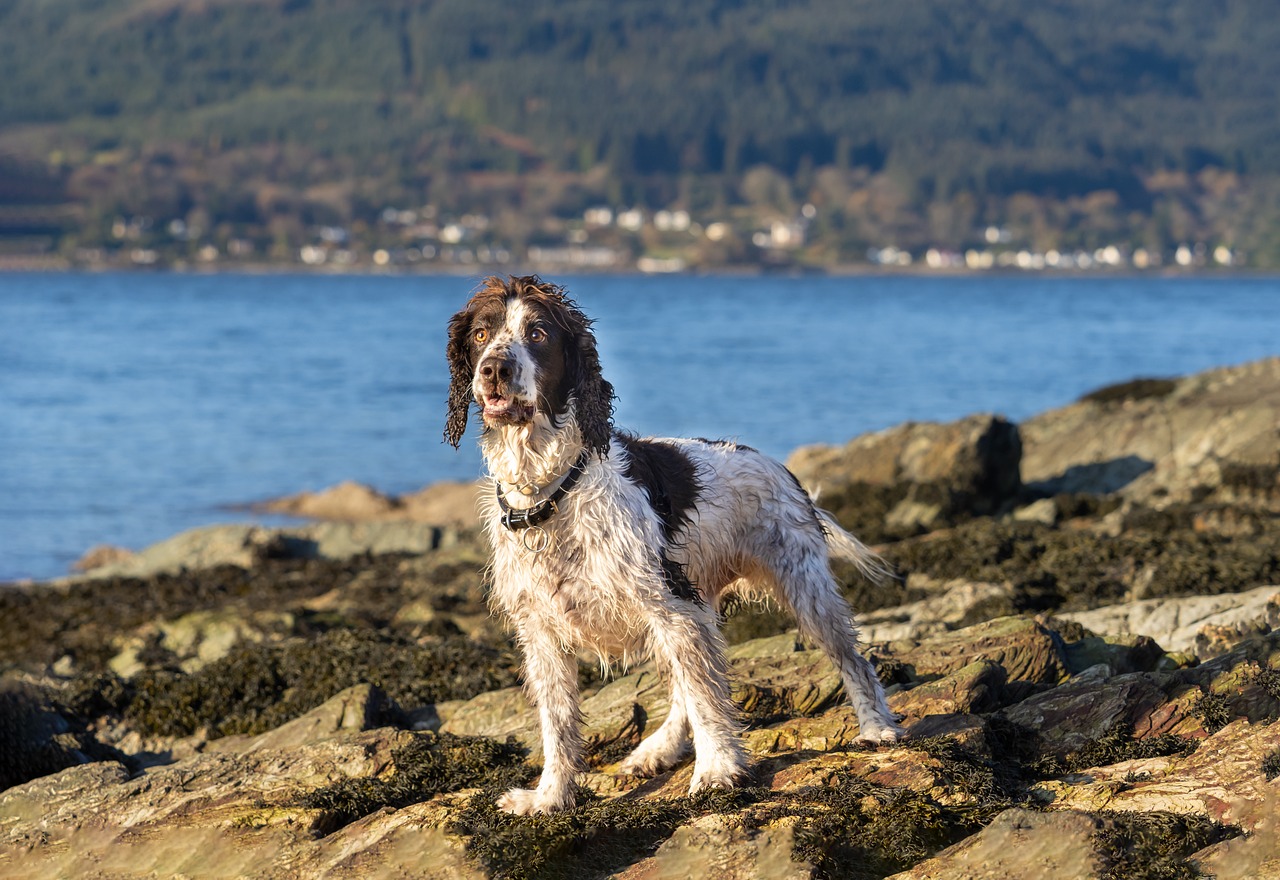 English Springer Spaniel sitting in the grass