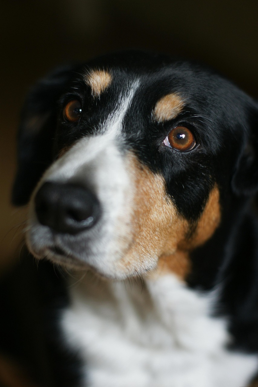 Entlebucher Mountain Dog walking on grass