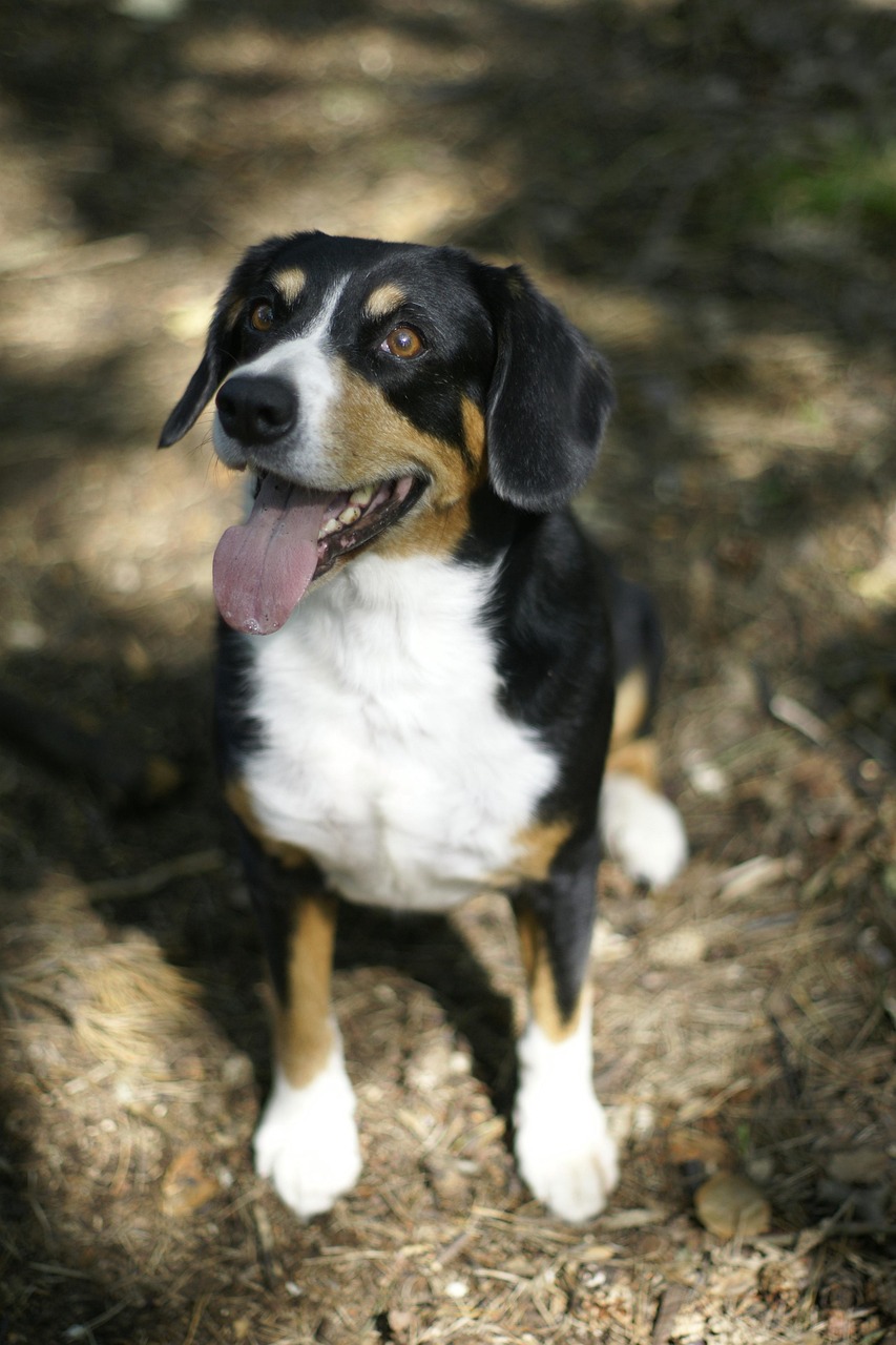Entlebucher Mountain Dog sitting outdoors
