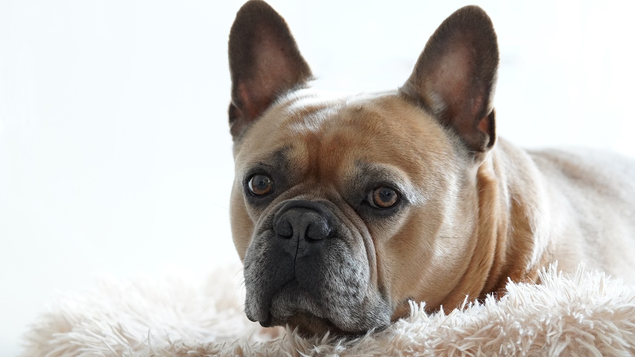 French Bulldog