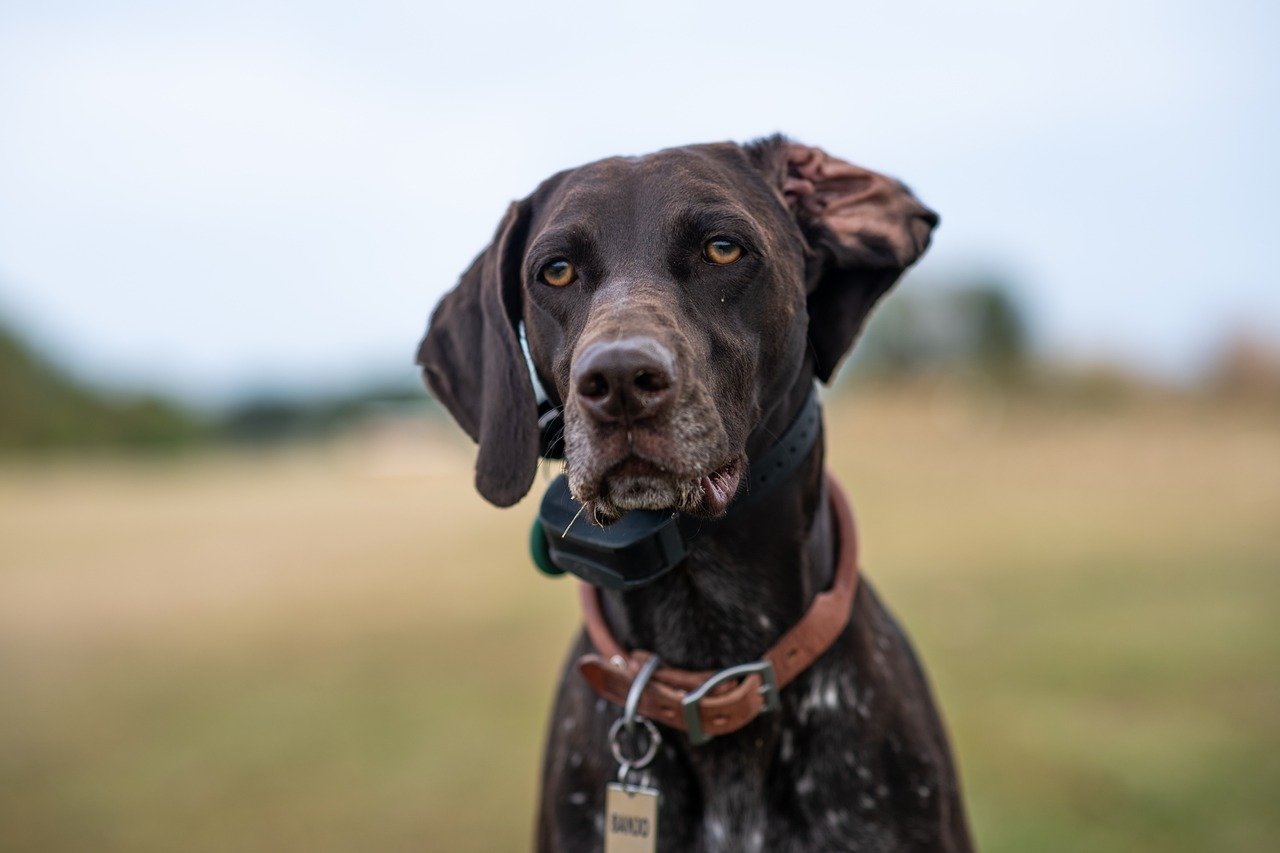 German Shorthaired Pointer