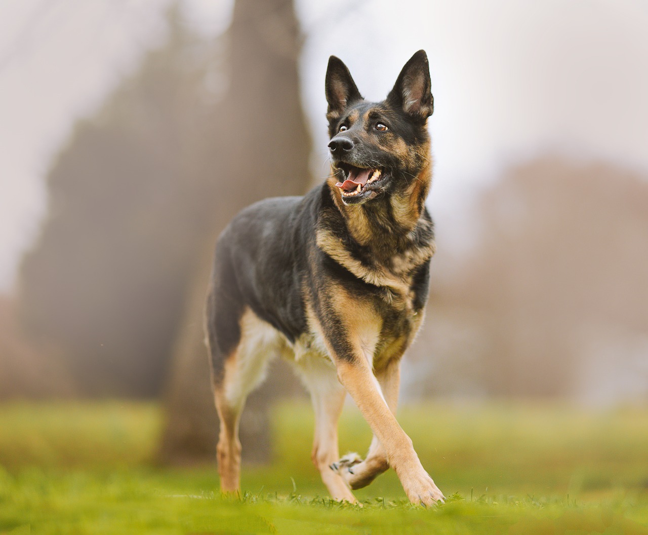 German Shepherd