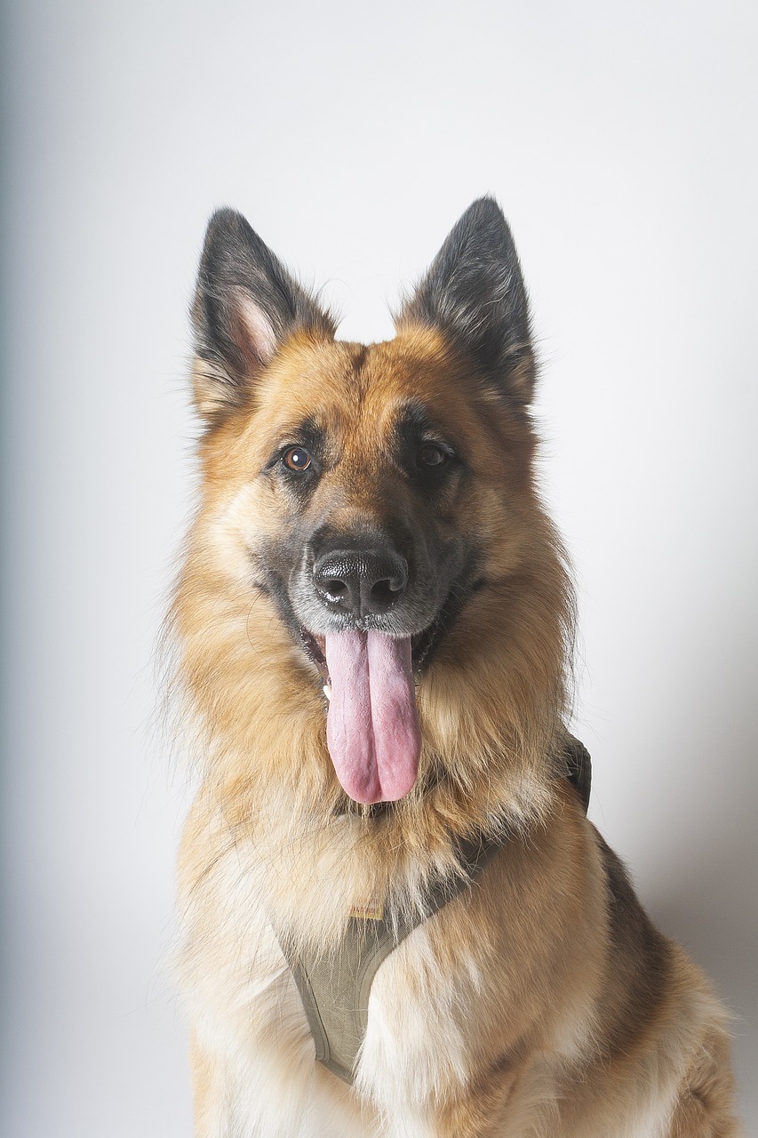 German Shepherd