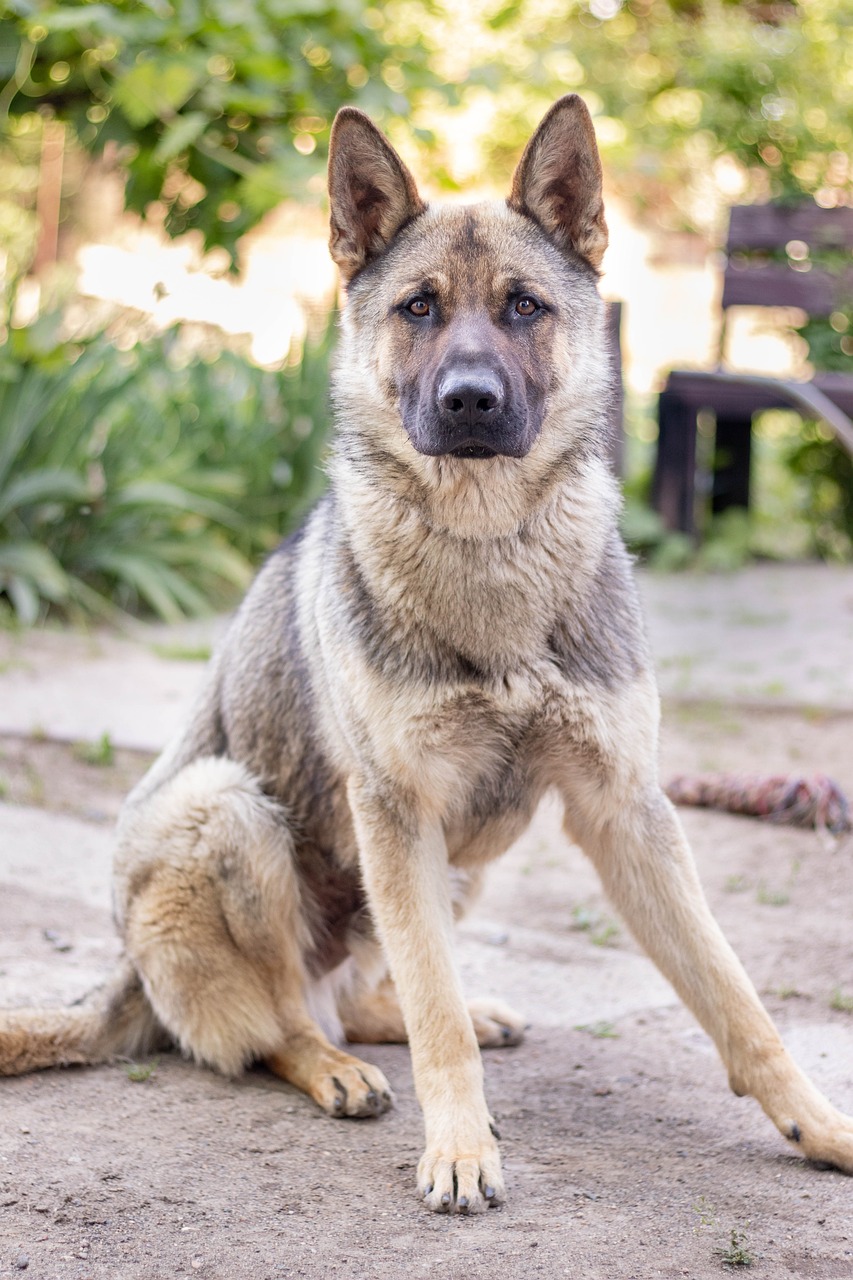 German Shepherd