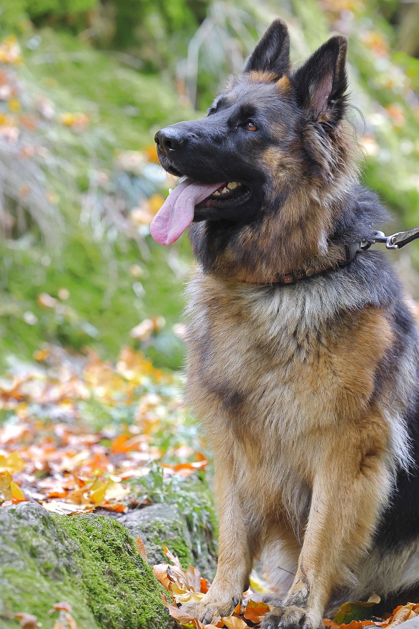 German Shepherd