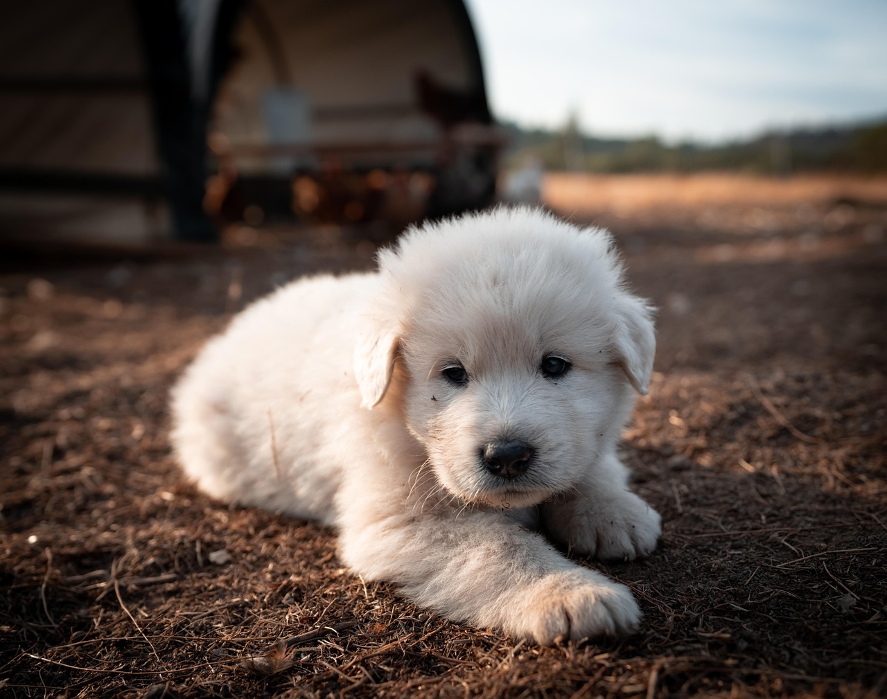 Great Pyrenees