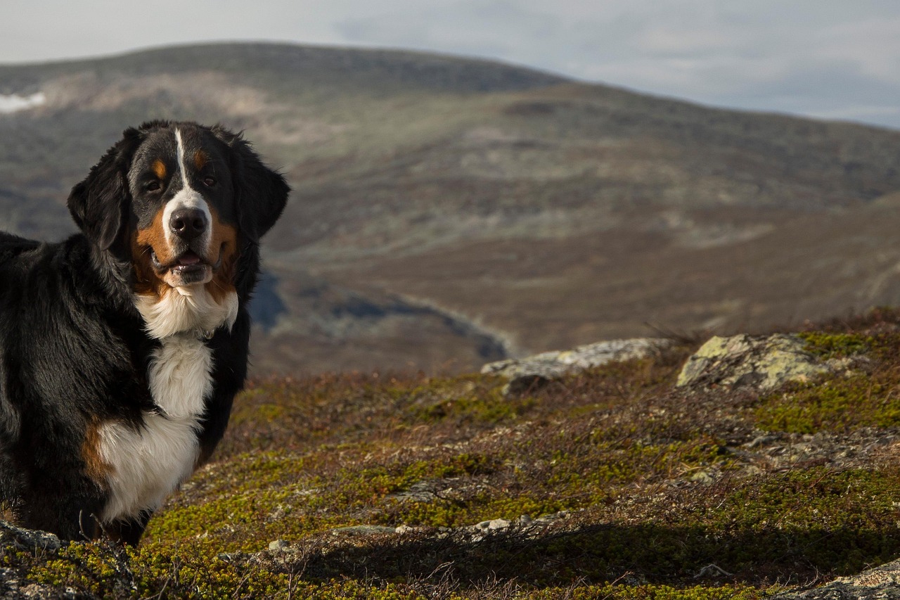 Greater Swiss Mountain Dog