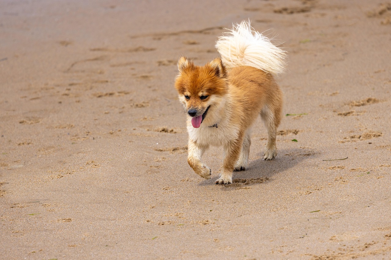 Icelandic Sheepdog