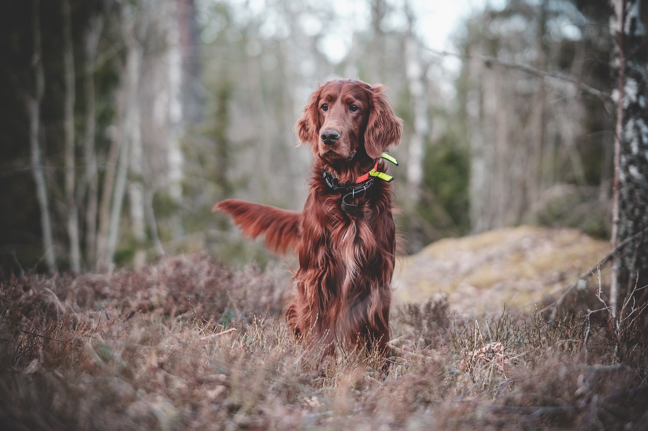Irish Setter
