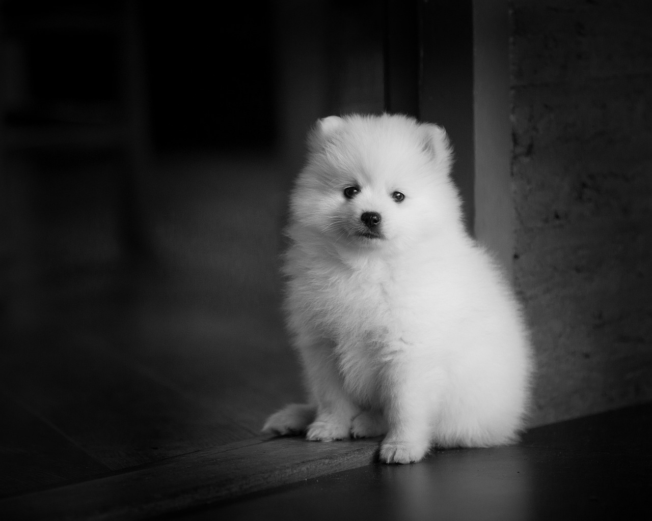 Japanese Spitz